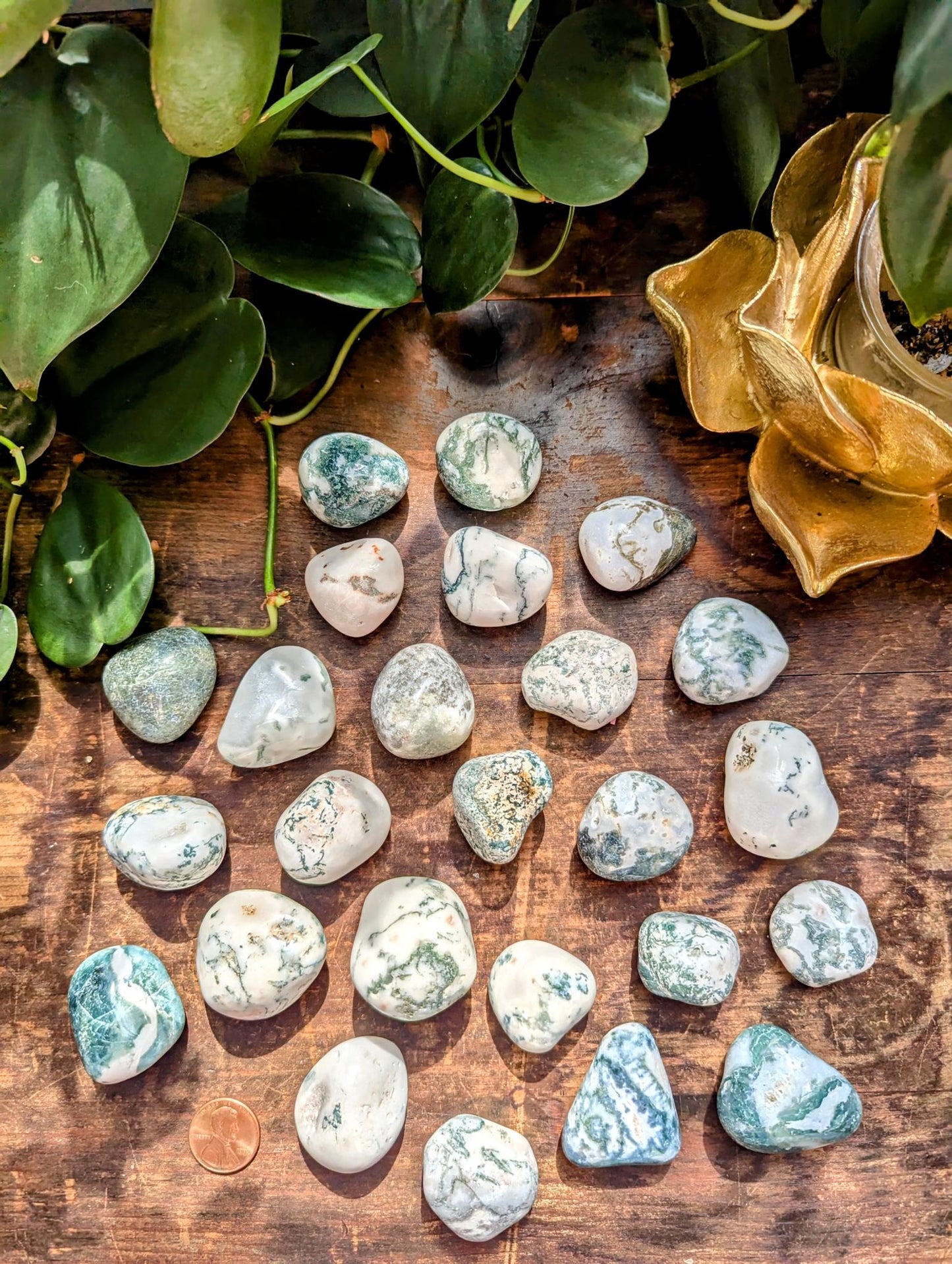 Tree Agate Tumble